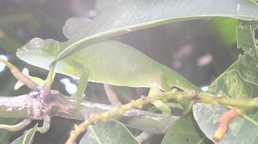 A Lizard